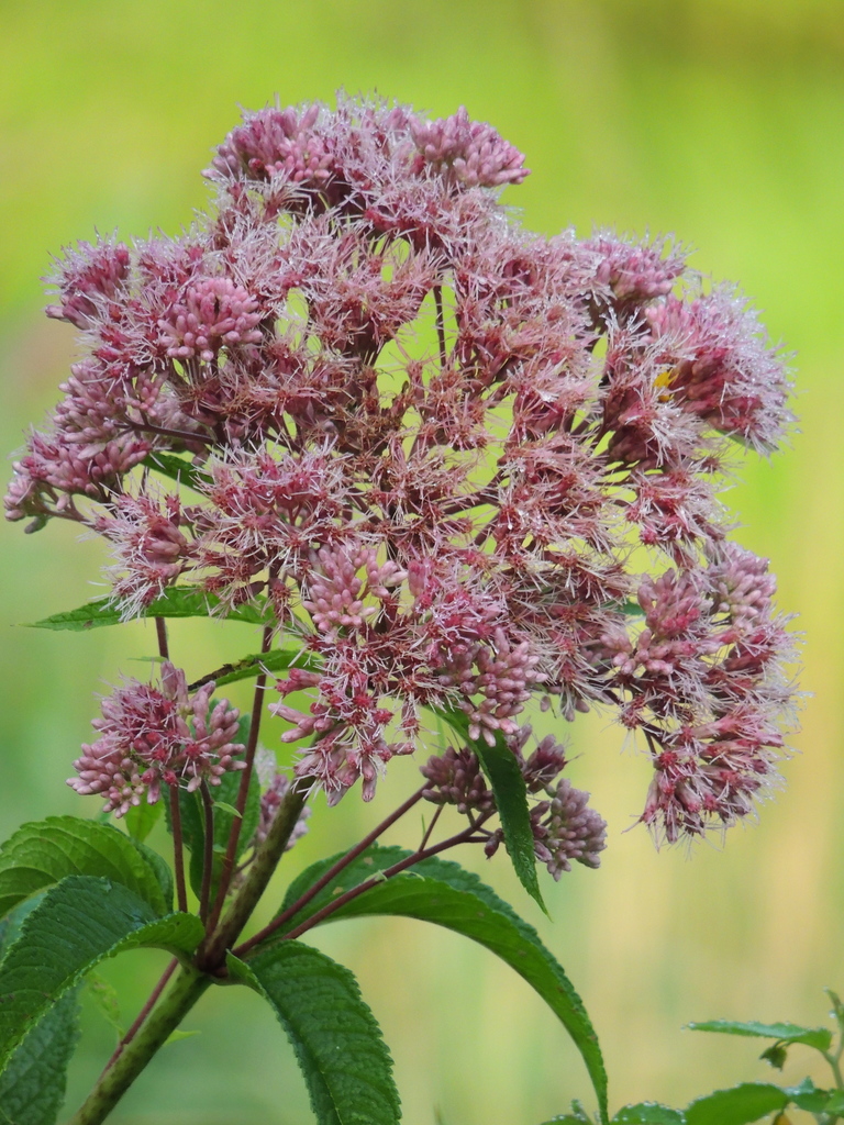 JoePye weeds (Medicinal Plants of KY) · iNaturalist