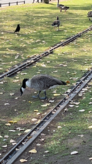 Branta canadensis