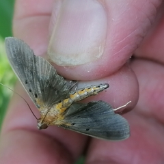 Filodes fulvidorsalis