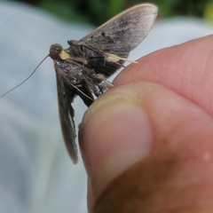 Filodes fulvidorsalis