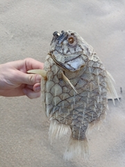 Cleidopus gloriamaris