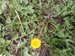 Taraxacum
