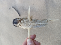 Cleidopus gloriamaris