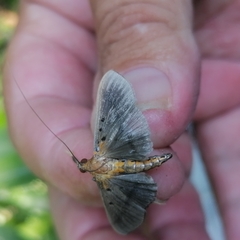 Filodes fulvidorsalis