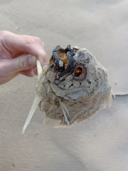 Cleidopus gloriamaris