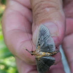 Filodes fulvidorsalis