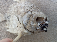 Cleidopus gloriamaris