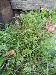 Poa annua