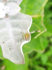 Oxyopes