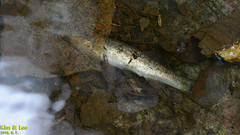 Rhynchocypris oxycephalus