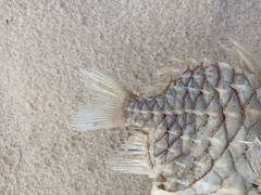 Cleidopus gloriamaris