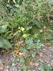 Brassicaceae