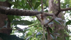 Lebeda nobilis