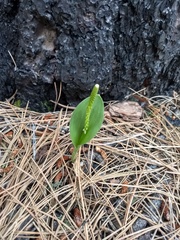 Malaxis macrostachya