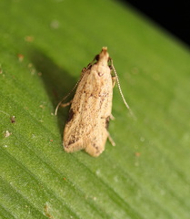 Atheropla nigricincta
