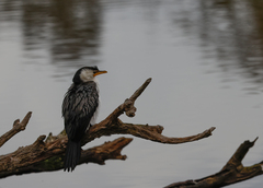 Microcarbo melanoleucos