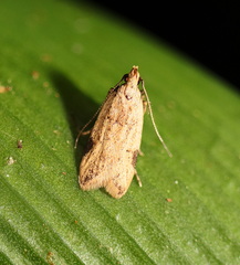 Atheropla nigricincta