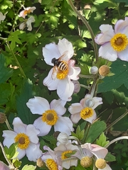 Sericomyia silentis