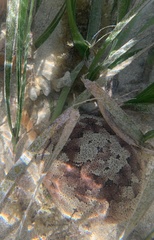 Culcita novaeguineae