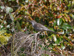 Anthochaera chrysoptera