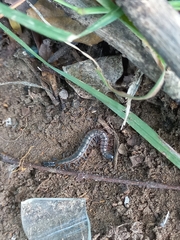 Scolopendridae