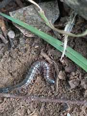 Scolopendridae