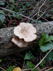 Polyporus