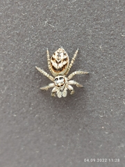 Salticus scenicus