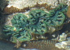 Tridacna maxima