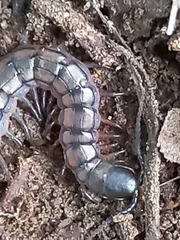 Scolopendridae