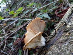 Polyporus