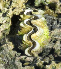 Tridacna maxima