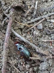 Harpalus