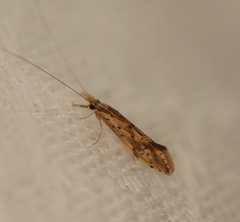 Oecetis
