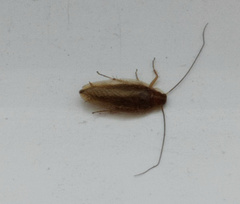 Ectobius vittiventris