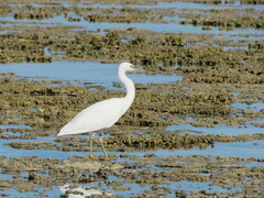 Egretta sacra