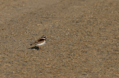 Elseyornis melanops