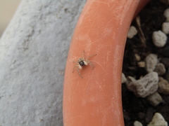 Menemerus semilimbatus