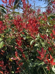 Photinia
