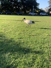 Threskiornis molucca