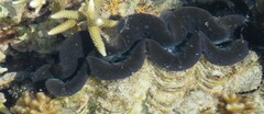 Tridacna maxima