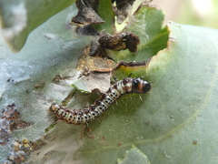Agriophara leptosemela