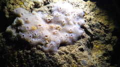 Porifera