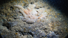 Porifera