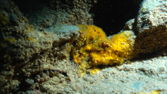 Porifera