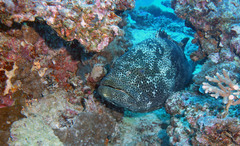 Epinephelus malabaricus