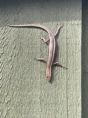 Cryptoblepharus pulcher