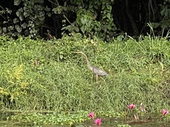 Ardea purpurea