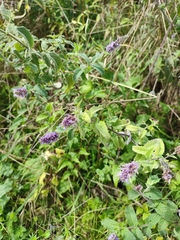 Mentha longifolia