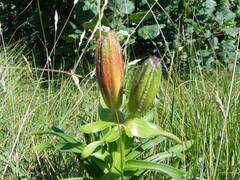 Lilium bulbiferum